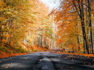 79_führerscheinweg.at_Newsbeitrag_Herbst - hohe Geschwindigkeit als häufige Unfallursache Straße im Herbst mit Laub