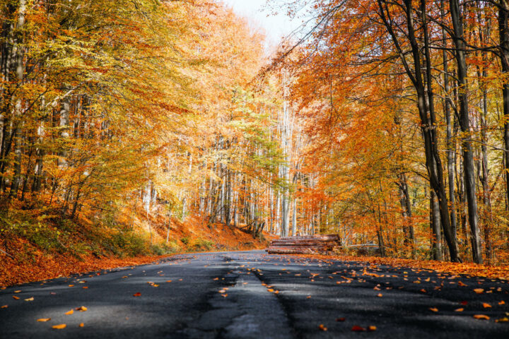 Straße im Herbst mit Laub