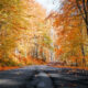 Straße im Herbst mit Laub