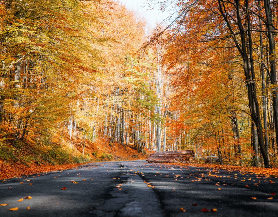 Straße im Herbst mit Laub